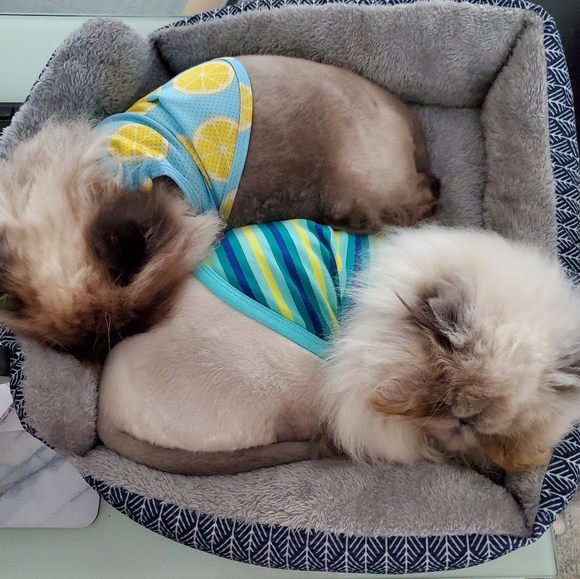 Ambrosius and Truffles - Picture 4 of 14